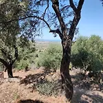 Del Palmeto *