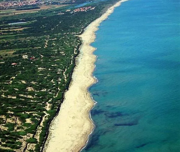 Del Palmeto باديسي