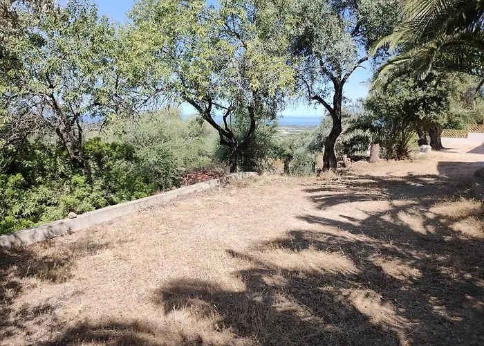 Del Palmeto * باديسي