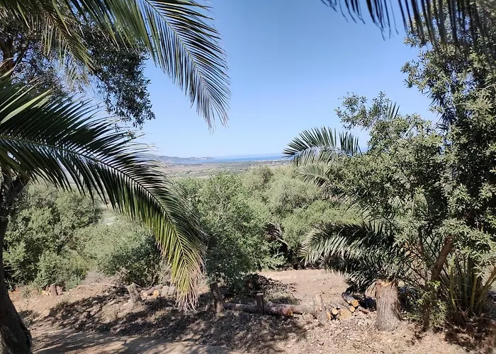 Del Palmeto * باديسي